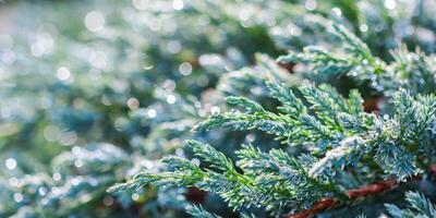 Texture, background, pattern of evergreen juniper with rain drops. Bokeh with light reflection photo