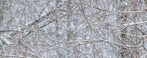 Fairytale fluffy snow-covered trees branches, nature scenery with white snow and cold weather. Snowfall in winter park photo
