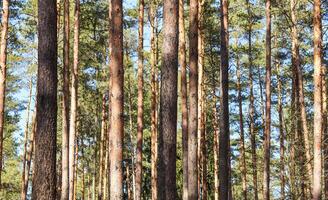 Sunlit pine forest in early spring photo