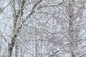 Fairytale fluffy snow-covered trees branches, nature scenery with white snow and cold weather. Snowfall in winter park photo