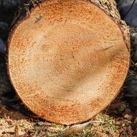 Close up of fresh cut tree trunk with drops of resin. photo
