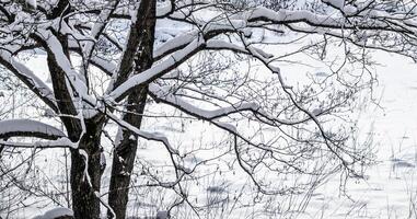 Snow-covered ground and tree branches, nature scenery with white snow and cold weather. Frosty and sunny photo