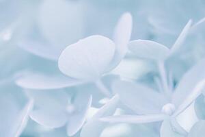 Background of white blue petals of Hydrangea or Hydrangea. Soft focus photo
