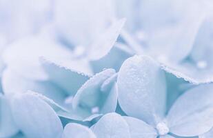 Background of white blue petals of Hydrangea or Hydrangea. Soft focus photo