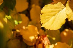 Yellow leaf on background of fallen leaves in autumn. Natural background photo
