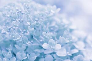 Background of white blue petals of Hydrangea or Hydrangea. Soft focus photo