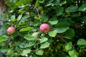 Ripe Apples on Tree Branches in Orchard photo