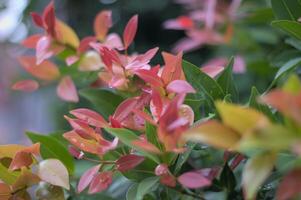 A bush with red and green leaves photo