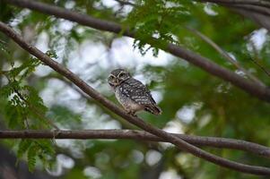 Charming Spotted Owl Perched on Tree Branch photo