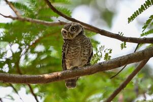 Charming Spotted Owl Perched on Tree Branch photo