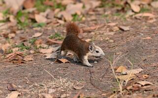 A little squirrel is looking for food. photo
