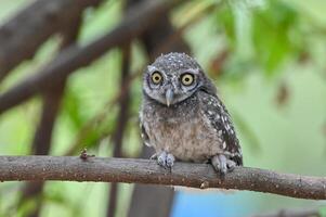 Charming Spotted Owl Perched on Tree Branch photo