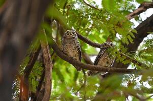 Two Adorable Owls Snuggling on Tree Branch photo