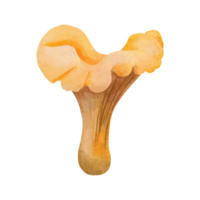 Chanterelle. Watercolor illustration of a forest chanterelle mushroom. The mushroom is hand-drawn in a botanical style, brown color. For your design png