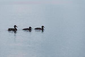 Three ducks in a row in ocean bay near Vancouver photo