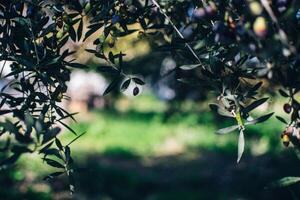 the black olives on an olive tree photo