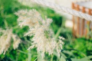 a dry reed flower on a background of green grass photo