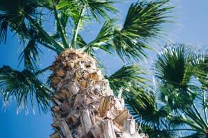 a detailed close up of palm trees photo