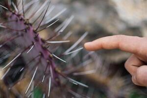 a cactus on the sea coast in Ayia Napa, Cyprus photo