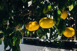 the orange trees on the streets of Larnaca, Cyprus photo