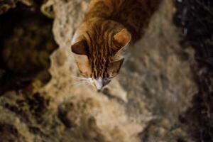 stray cats on the streets and beaches of Cyprus photo