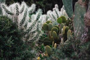 a cactus on the sea coast in Ayia Napa, Cyprus photo