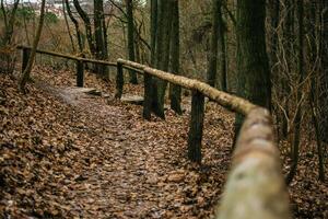 path with a wooden handrail in the forest in late autumn, Gdansk, Poland photo