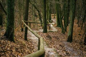 path with a wooden handrail in the forest in late autumn, Gdansk, Poland photo