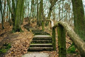 path with a wooden handrail in the forest in late autumn, Gdansk, Poland photo