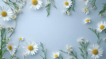 Twig chamomile white flower rounded beauty frame on blue background photo