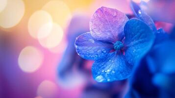Hydrangea blue beauty macro flower vibrant color with sun light photo