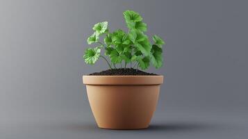 Coriander vegetable clay pot and soil miniature house plant botanical decoration photo