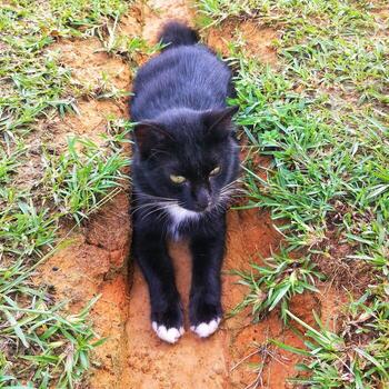 A cat on photo isolated nature background.