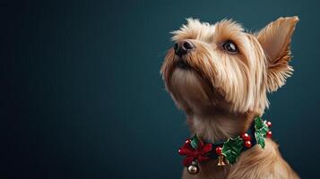 Yorkshire terrier dog in holiday collar posed against dark background, festive and cheerful concept photo