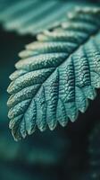 Close-up of a green fern leaf with detailed texture, nature concept photo
