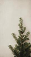 Pine branch on light background, minimalistic winter concept photo
