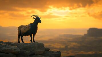 Mountain goat standing on cliff at sunset, scenic silhouette. Wildlife and nature concept photo