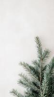 Pine branch with frost on white background, minimalist winter decoration. Nature and simplicity concept photo