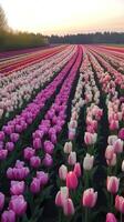 Tulip field at sunset with rows of colorful blooms, serene nature landscape. Spring beauty and floral concept photo