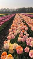 Colorful tulip field under clear sky, vibrant spring landscape. Nature photography and floral beauty concept photo