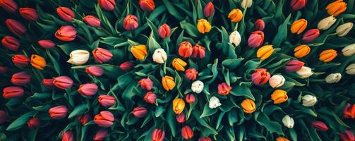 Colorful tulip field from above, vibrant spring blooms. Nature and floral concept photo