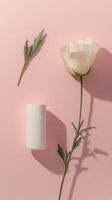 White cosmetic deodorant and rose on pink background, minimalistic beauty concept photo