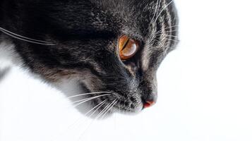 Close-up of a tabby cat with orange eyes against white background. Pet and animal portrait concept photo
