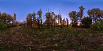 Spherical panorama of autumnal night in tall trees grove photo