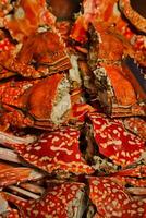 a plate of crabs photo