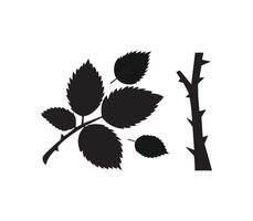 Rose leaves and branch isolated in white background vector