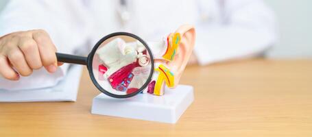 Doctor with human Ear anatomy model with magnifying glass. Ear disease, Atresia, Otitis Media, Pertorated Eardrum, Meniere syndrome, otolaryngologist, Ageing Hearing Loss, Schwannoma and Health photo