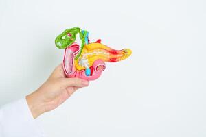 Doctor with human Pancreatitis anatomy model with Pancreas, Gallbladder, Bile Duct, Duodenum, Small intestine. Pancreatic cancer, Acute and Chronic pancreatitis, Digestive system and Health concept photo