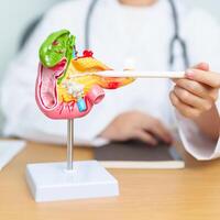 Doctor with human Pancreatitis anatomy model with Pancreas, Gallbladder, Bile Duct, Duodenum, Small intestine and tablet. Pancreatic cancer, acute pancreatitis and Digestive system photo