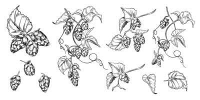 Hops vine, humulus plant, leaves black white graphic illustration isolated. Set of Hop cones on branch, monochrome engraving hand drawn in botanical sketch for beer label, Oktoberfest, brewing. vector